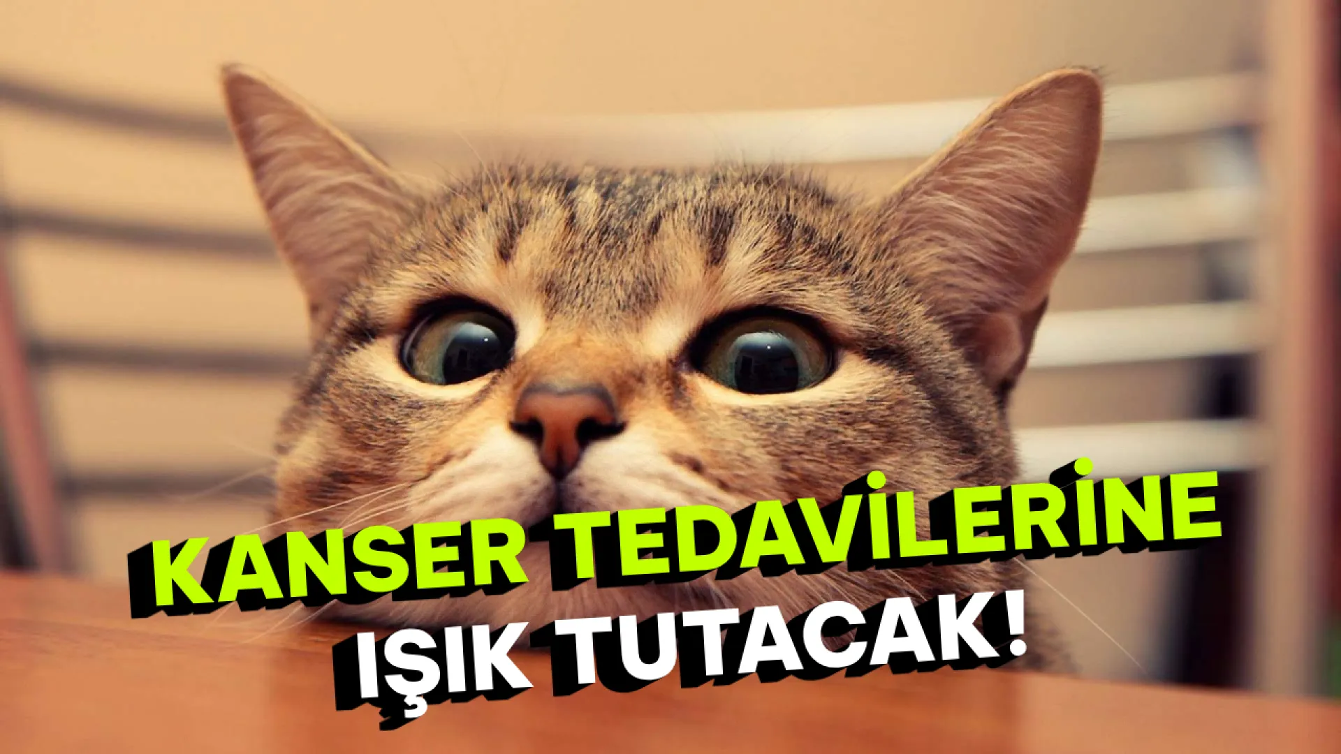 Evcil kediler kanser tedavisinde yeni yollar açıyor