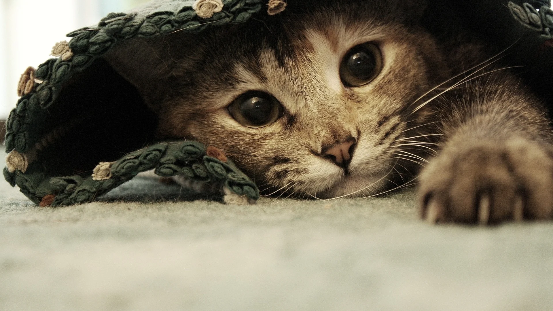 Kedi