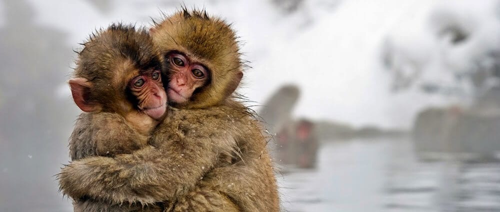 Japonlar Kök Hücre Tedavisi İle Maymunun Kalbini Onardı