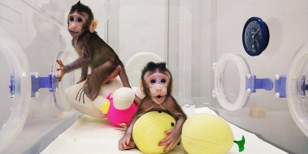 İnsanlığa Ramak Kala: İlk Kez Bir Maymun Klonlandı