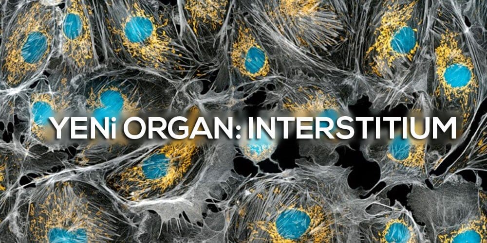 Bilim Adamları İnsan Vücudunda Yeni Bir Organ Detayı Keşfetti