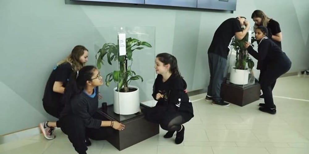 Çiçeğe Sürekli Küfür Ettiler Sararıp Soldu (İlginç Test)