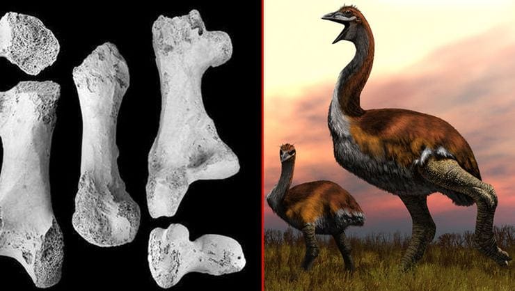 800 Kilo Ağırlığındaki Dünyanın En Büyük Kuşu: Vorombe Titan