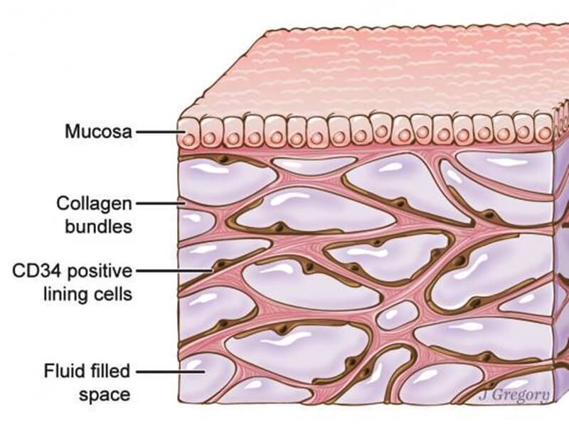 yeni organ interstitium - PC Hocası